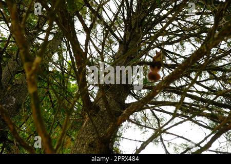 Squirrel on the tree. High quality photo, Selective focus Stock Photo
