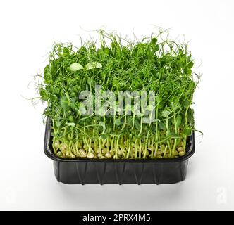 Green peas microgreen isolated on white Stock Photo