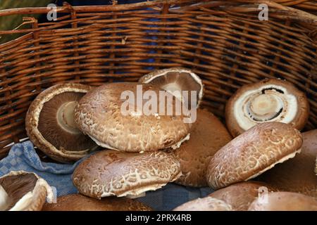 Portobello edible mushrooms at retail display Stock Photo