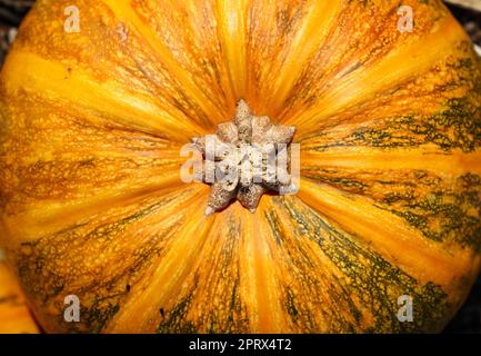 Close up ripe pumpkin background Stock Photo