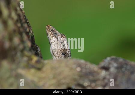 Flat-tailed House Gecko, Hemidactylus platyurus, on tree, Klungkung, Bali, Indonesia Stock Photo