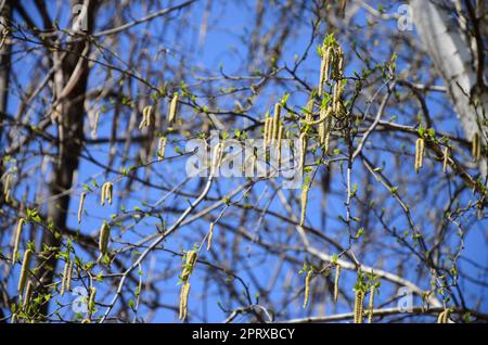 Yellow birch buds hang on branches in springtime Stock Photo