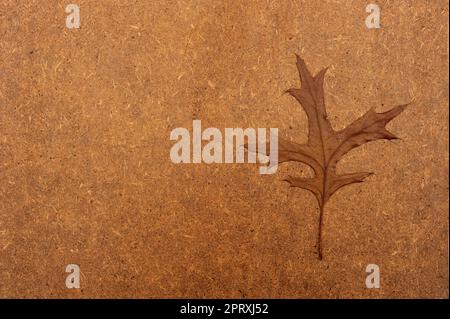 brown autumn Acorn leaf on a brown background with copy space Stock Photo