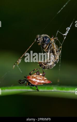 Crablike Spiny Orbweaver Spider, Gasteracantha cancriformis, with wasp prey wrapped in silk, Klungkung, Bali, Indonesia Stock Photo