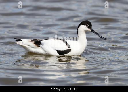 A beautiful Avocet (Recurvirostra avosetta) a new colonist in Gloucestershire at Slimbridge WWT where it has been nesting for the last few years Stock Photo