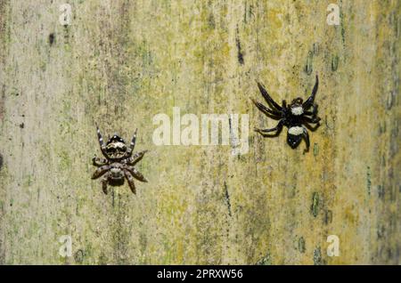 Pair of male and female Sword-Bearing Thorelliola Spiders, Thorelliola Ensifera, on tree, Klungkung, Bali, Indonesia Stock Photo