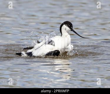 A beautiful Avocet (Recurvirostra avosetta) a new colonist in Gloucestershire at Slimbridge WWT where it has been nesting for the last few years Stock Photo