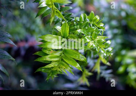 Bright green bunya pine, or simply bunya (Araucariaceae Araucaria Bidwillii Hook.) leaves. Stock Photo