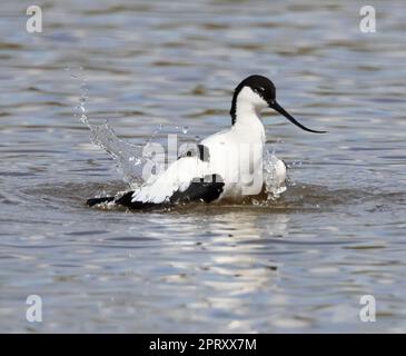 A beautiful Avocet (Recurvirostra avosetta) a new colonist in Gloucestershire at Slimbridge WWT where it has been nesting for the last few years Stock Photo