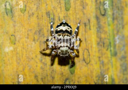 Female Sword-Bearing Thorelliola Spider, Thorelliola Ensifera, on tree, Klungkung, Bali, Indonesia Stock Photo