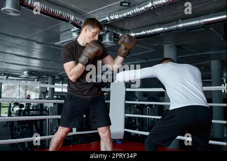 Two male sparring partners sportsman wearing boxing gloves practice kicks in the ring Stock Photo