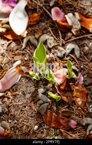 Young spring Hostas pushing up through the soil Stock Photo