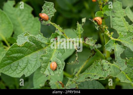 Colorado potato beetle - Leptinotarsa decemlineata on potato bushes. Pest of plants and agriculture. Treatment with pesticides. Insects are pests that Stock Photo