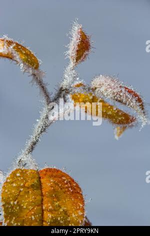 Autumn yellow leaf on a branch in frost needles. Morning frost. Rime. Late fall. Stock Photo