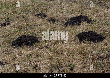 Molehills. Mole mounds. Mole hills. A meadow damaged by a group of moles, causing damage in the garden by animals that dig burrows in the ground and d Stock Photo