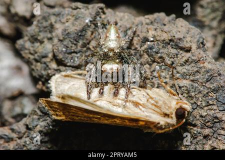 Jumping spiders are eating Is the most populous spider Stock Photo