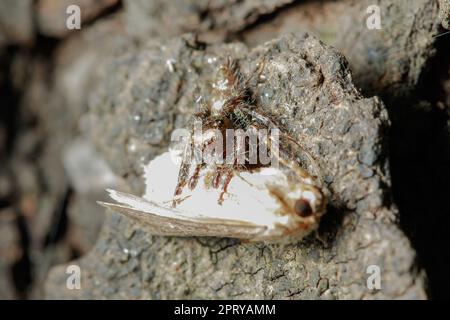 Jumping spiders are eating Is the most populous spider Stock Photo