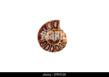 Brown spiral ammonite fossil mollusk isolated on white background. Stock Photo