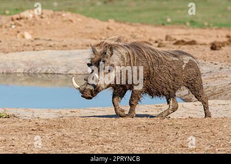 Common warthog (Phacochoerus africanus), adult male covered in wet mud walking at waterhole, Addo Elephant National Park, Eastern Cape, South Africa, Stock Photo