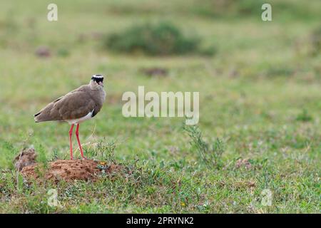 Crowned Lapwing (Vanellus coronatus), adult bird resting on a mound of dirt, Addo Elephant National Park, Eastern Cape, South Africa, Africa Stock Photo