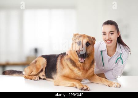 Veterinarian doc with cute dog in clinic Stock Photo