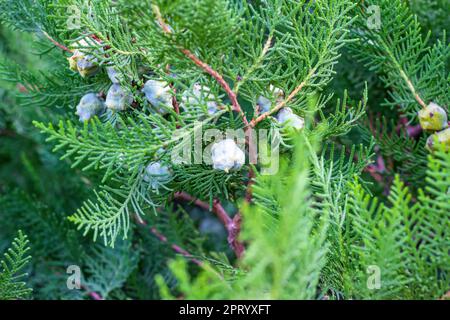 Brigth green cypress branches with young cones in spring in the forest close up. Stock Photo