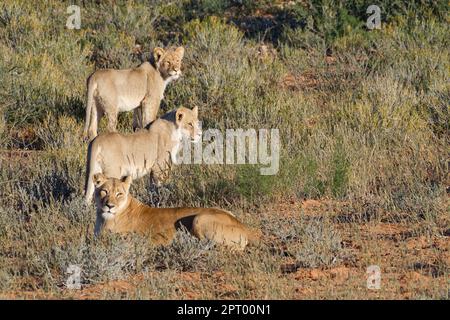 African lions (Panthera leo), two young males standing alert with their mother lying, morning light, Kgalagadi Transfrontier Park, Northern Cape, Stock Photo