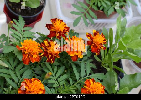 Marigold Flowers Stock Photo