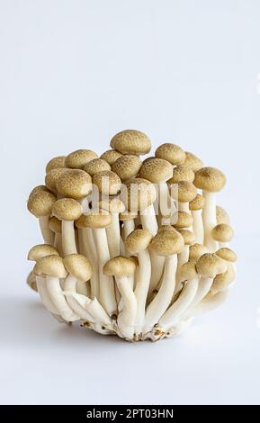 Shimeji mushrooms on white. Stock Photo