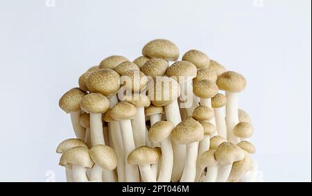 Shimeji mushrooms on white. Stock Photo