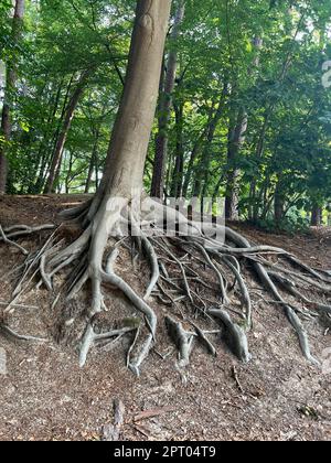 Tree roots visible through ground in forest Stock Photo - Alamy