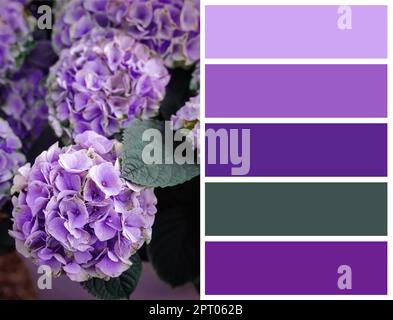 Color palette appropriate to photo of beautiful hydrangea plant with lilac flowers Stock Photo