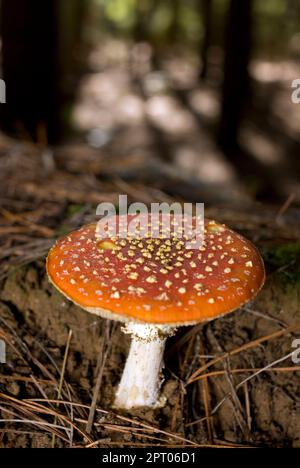 Poisonous fly Amanita Agaric mushroom toadstool growing on forest floor. Stock Photo