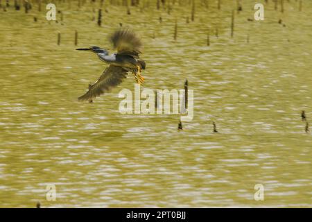 Butorides striatus is flying over water. Is a small bird found in the mangrove forest Stock Photo