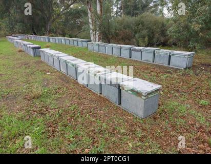 Beehives placed in a eucalyptus forest. Eucalyptus honey is one of the most appreciated Stock Photo