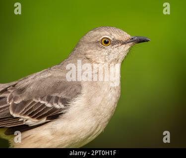 A portrait of a northern mockingbird. Stock Photo