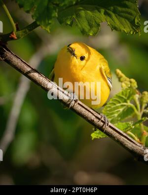 A prothonotary warbler perched on a branch. Stock Photo