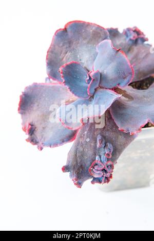 Echeveria Raggamuffin succulents flower in pot. Cactus home pink violet succulent. Mini flowers on white background. Plant tropical texture. Stock Photo
