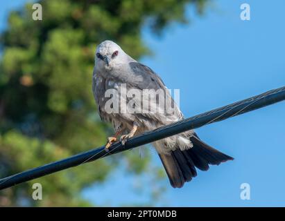 A stunning portrait of a beautiful bird of prey, the Mississippi Kite, perched on a utility wire near a Kansas wildlife refuge. Stock Photo