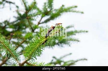 Giant Wood Wasp or horntail ( latin name Urocerus gigas) with black and yellow colours. Stock Photo