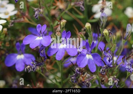 Blue lobelia, Lobelia erinus of unknown variety, flowers in close up with a blurred background of leaves and faded flowers. Stock Photo