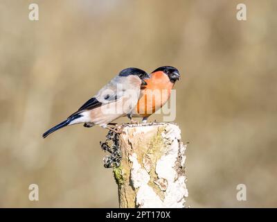 Male and female bullfinch  in spring in mid Wales Stock Photo