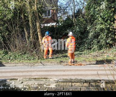 Close up shot of a female tree surgeon at work up a tree pruning branches, England, UK Stock Photo
