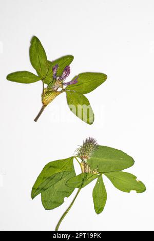 Preserving nature's beauty with a flower press Stock Photo - Alamy