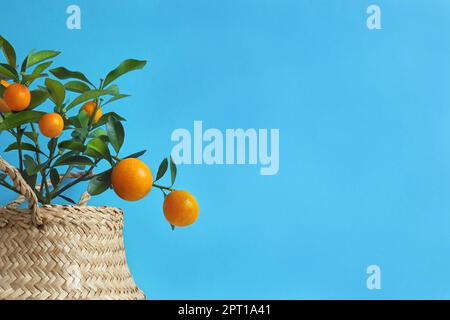Young tangerine or kumquat tree with fruits in a wicker pot on a blue background close-up with copy space Stock Photo