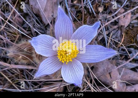 Top view of a Pulsatilla patens is a species of flowering plant in the family Ranunculaceae or also call Eastern pasqueflower and cutleaf anemone. Con Stock Photo