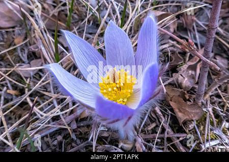 Top view of a Pulsatilla patens is a species of flowering plant in the family Ranunculaceae or also call Eastern pasqueflower and cutleaf anemone. Con Stock Photo