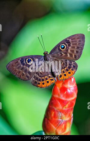 Eurybia Butterfly on Costus Stock Photo