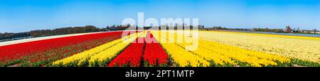 Fields with colorful tulips in Lisse, Holland Stock Photo