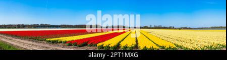 Fields with colorful tulips in Lisse, Holland Stock Photo